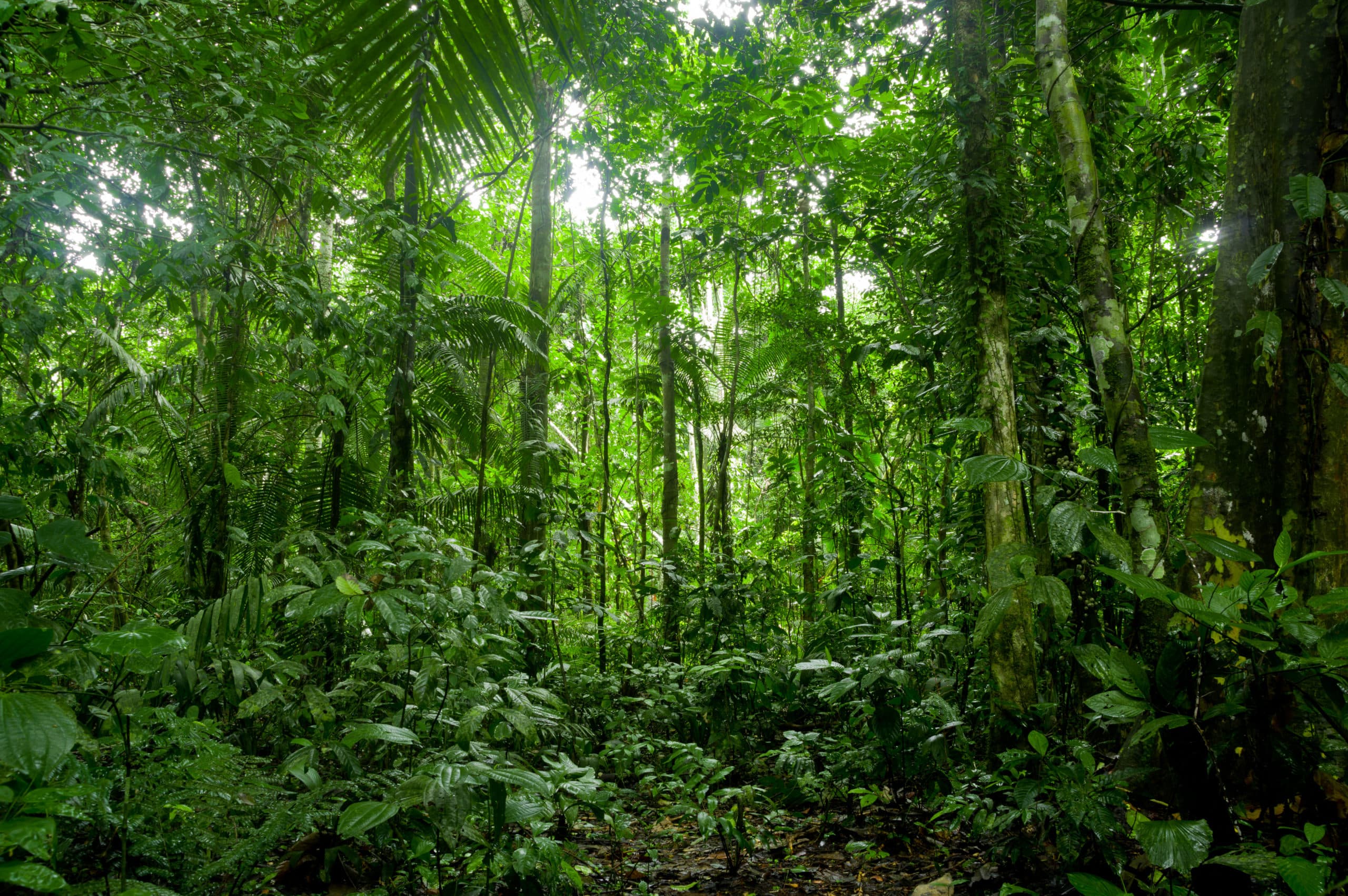 Amazon Forest